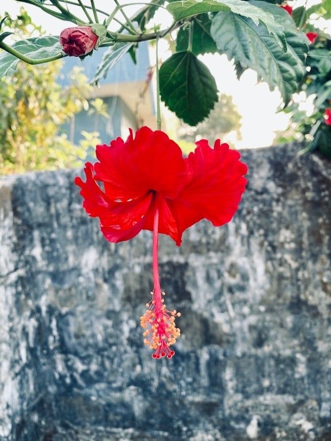 Hibiscus cispadanus 3