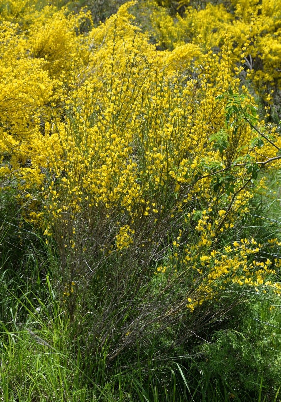 Ginestra cenerina 11
