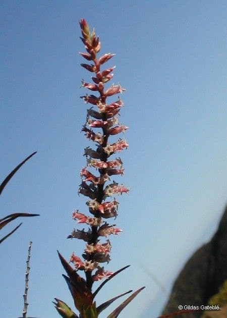 Dracophyllum