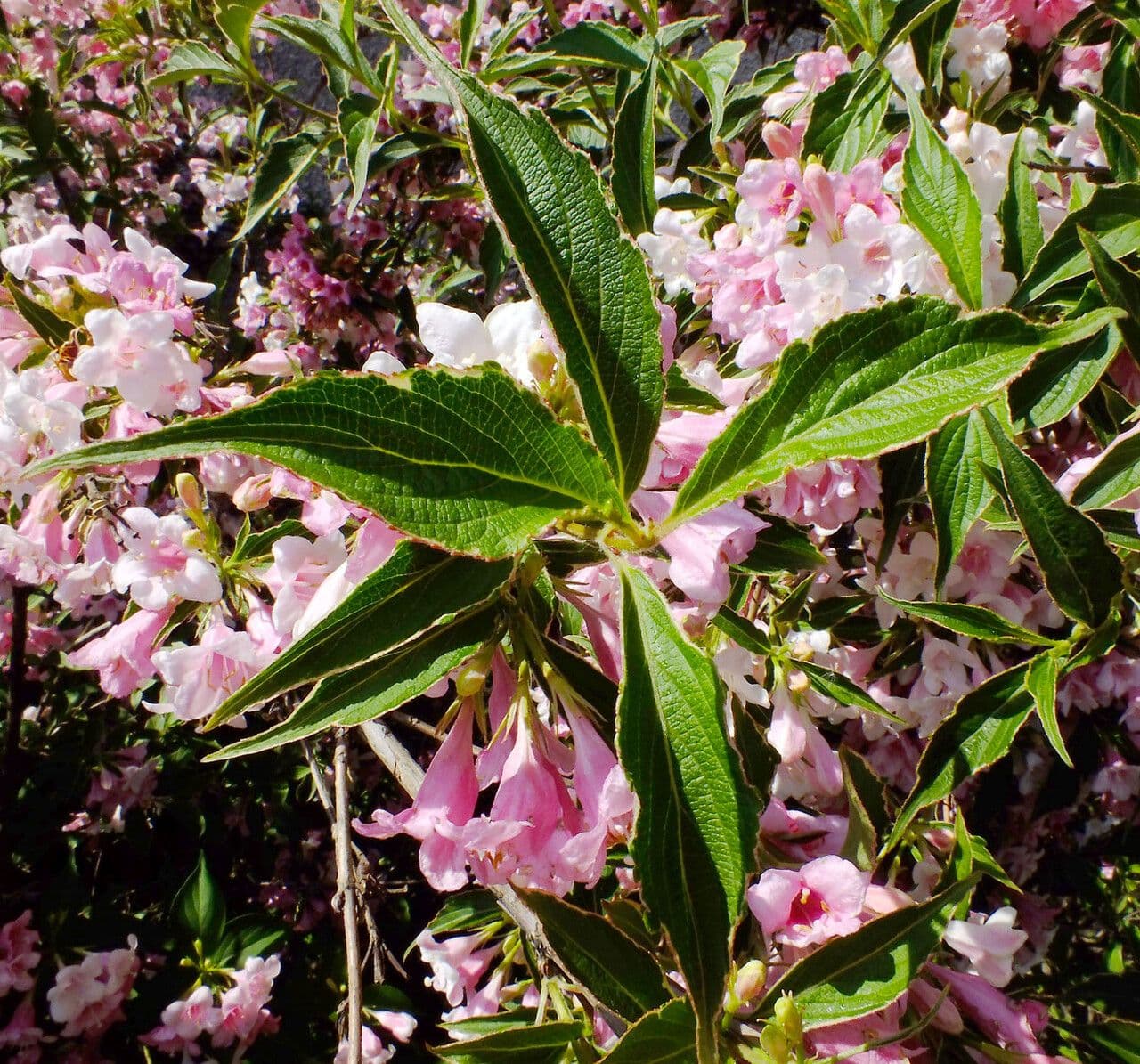 Weigelia florida 18