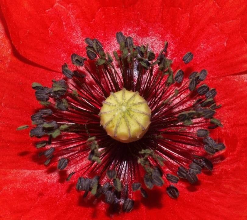 Klatschmohn 4