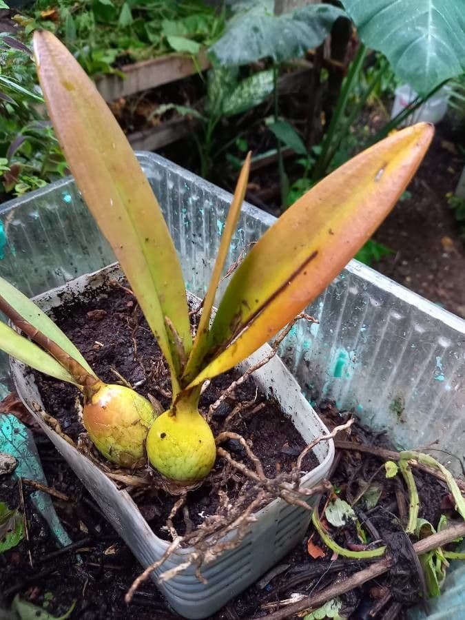 Encyclia 13