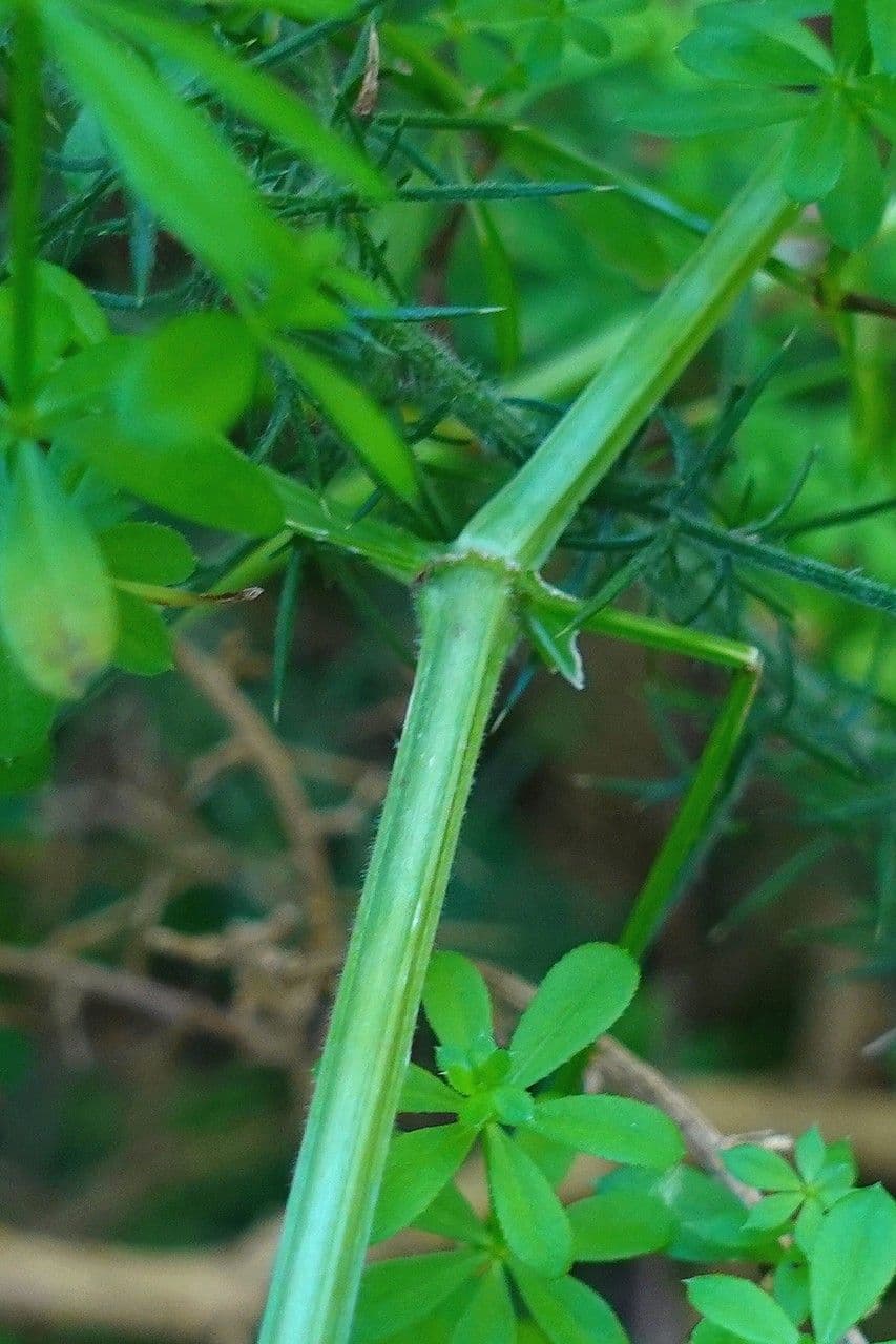 Caglio palustre 22