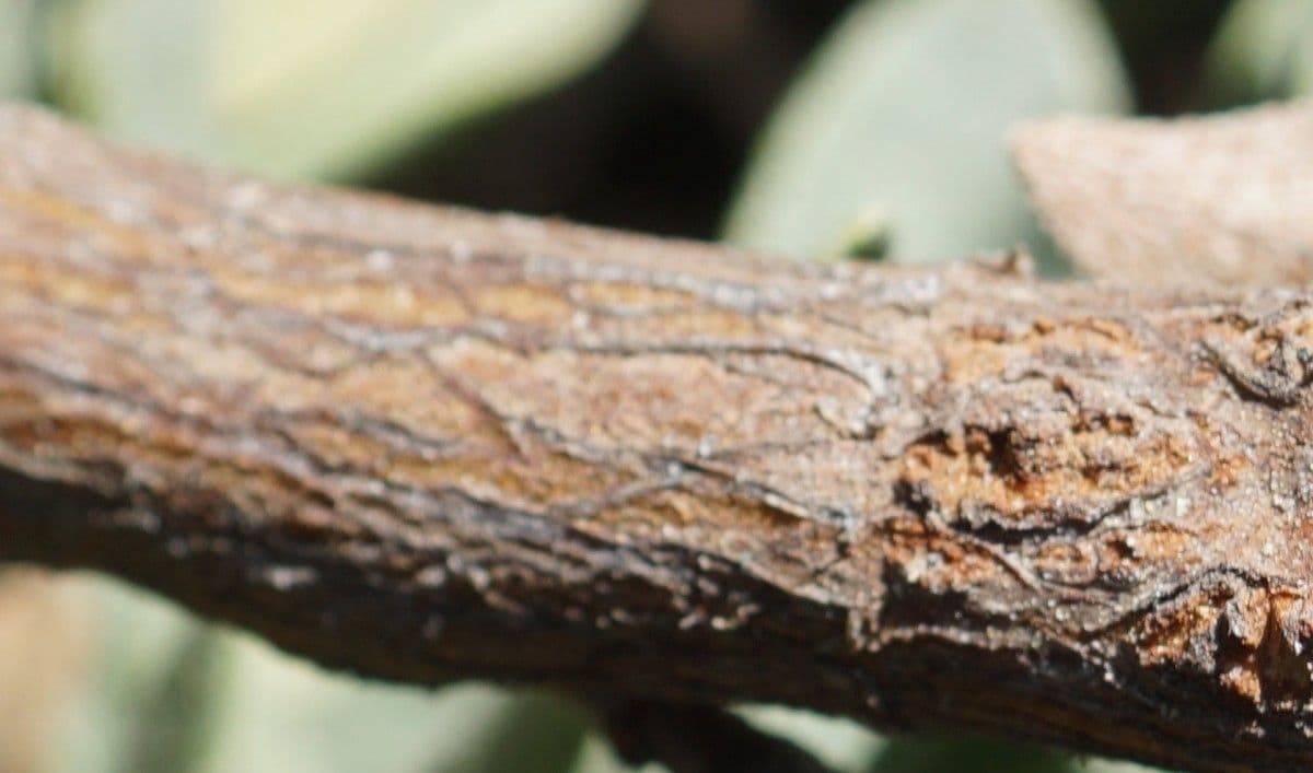 Limoniastrum monopetalum 23