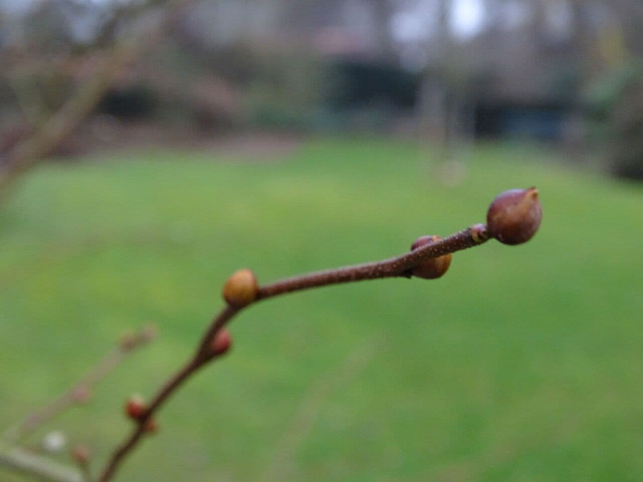 Winterhazel