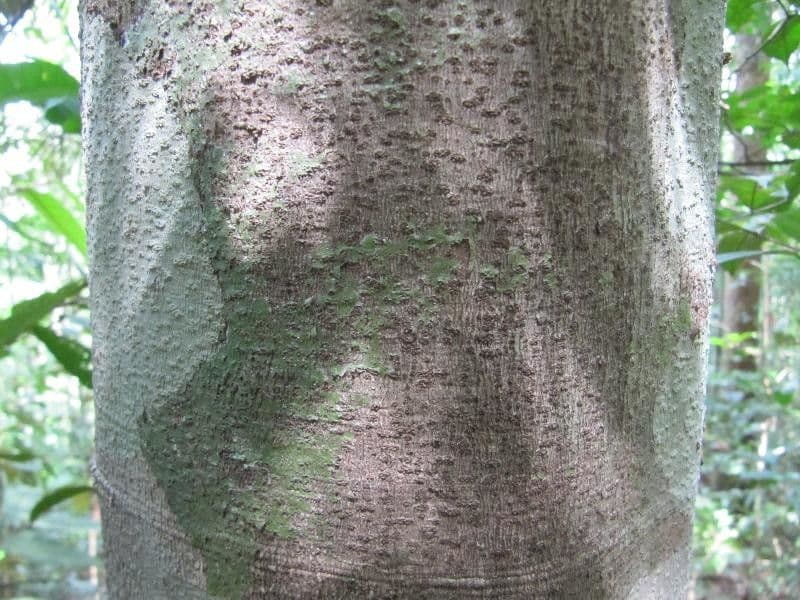 Demerara-Kopalholzbaum 4