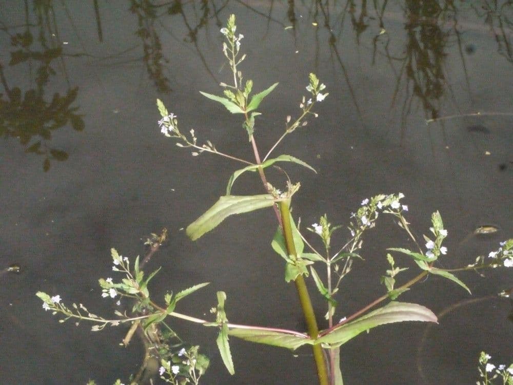 Veronica acquatica 22