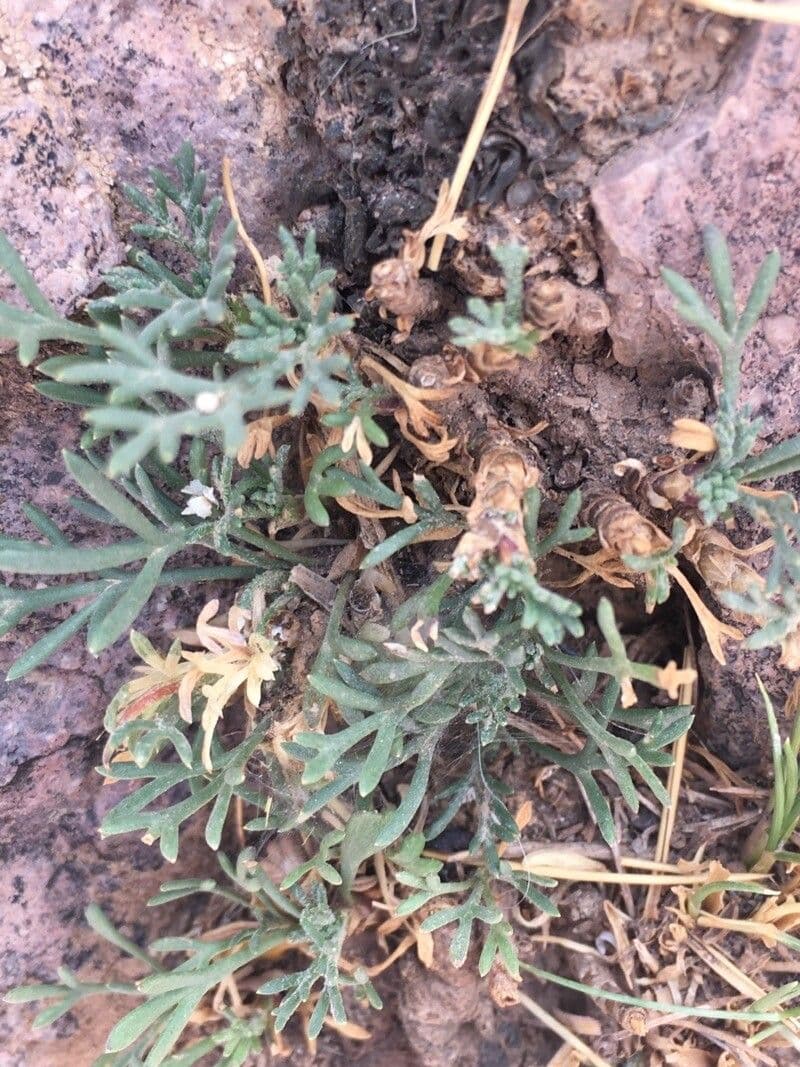 Dianthus 15