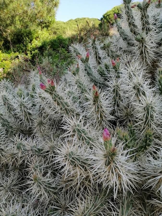 Ummantelte Cholla 5