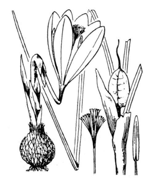 Zafferano 14
