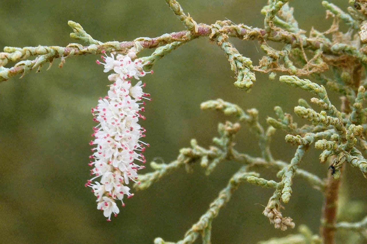 Tamariz 2