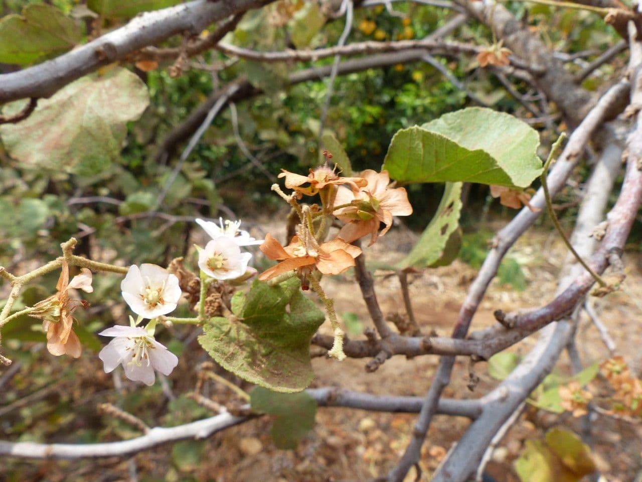 Rundblättrige Dombeya 2