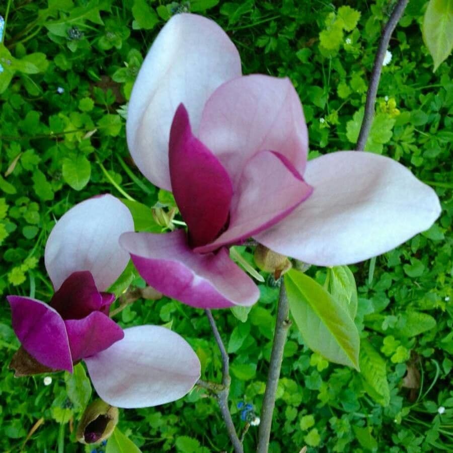 Magnolier 6