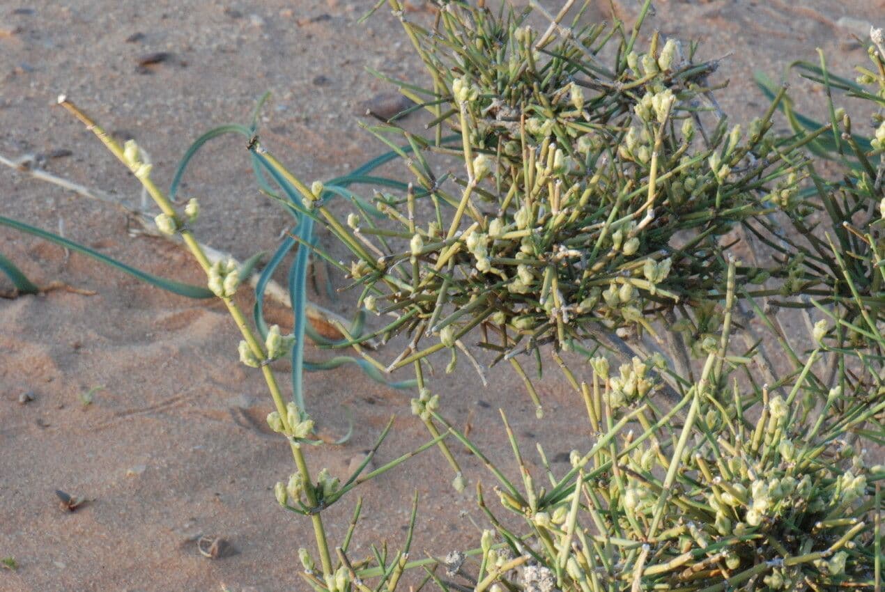 Efedra 7