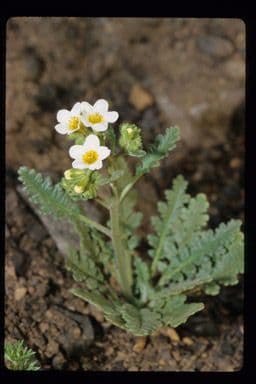Fackelblume 8