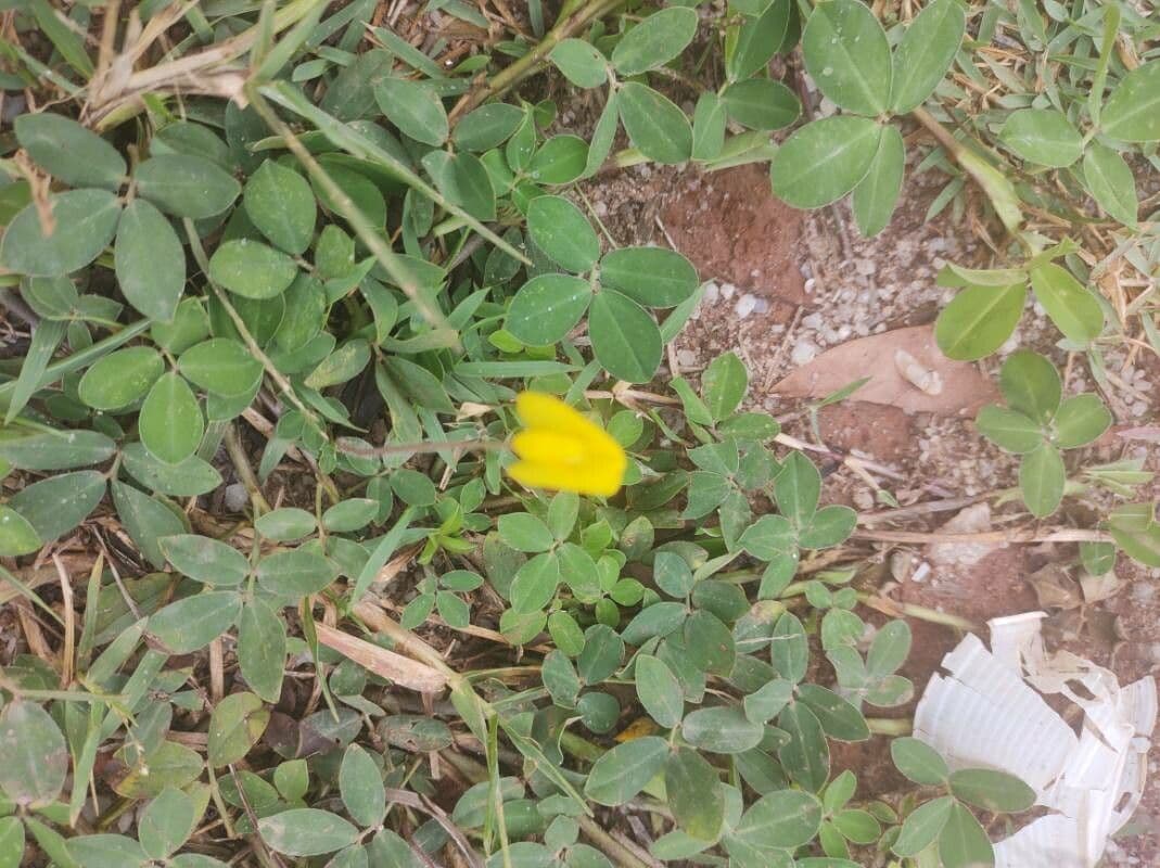 Arachide strisciante
