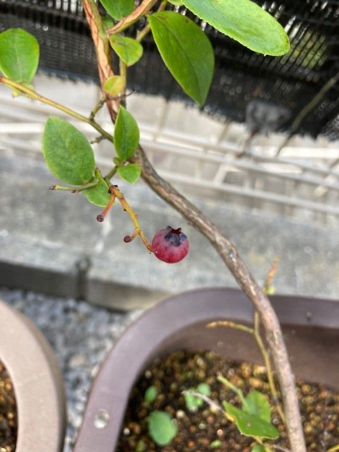 Südliche Blaubeere 5