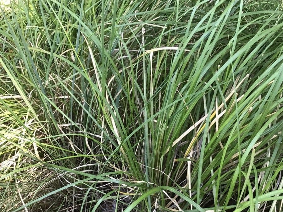 Erba piuma africana 11