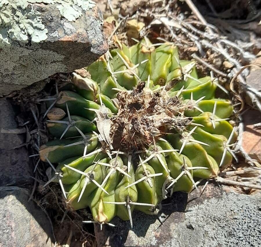 Parodia 8