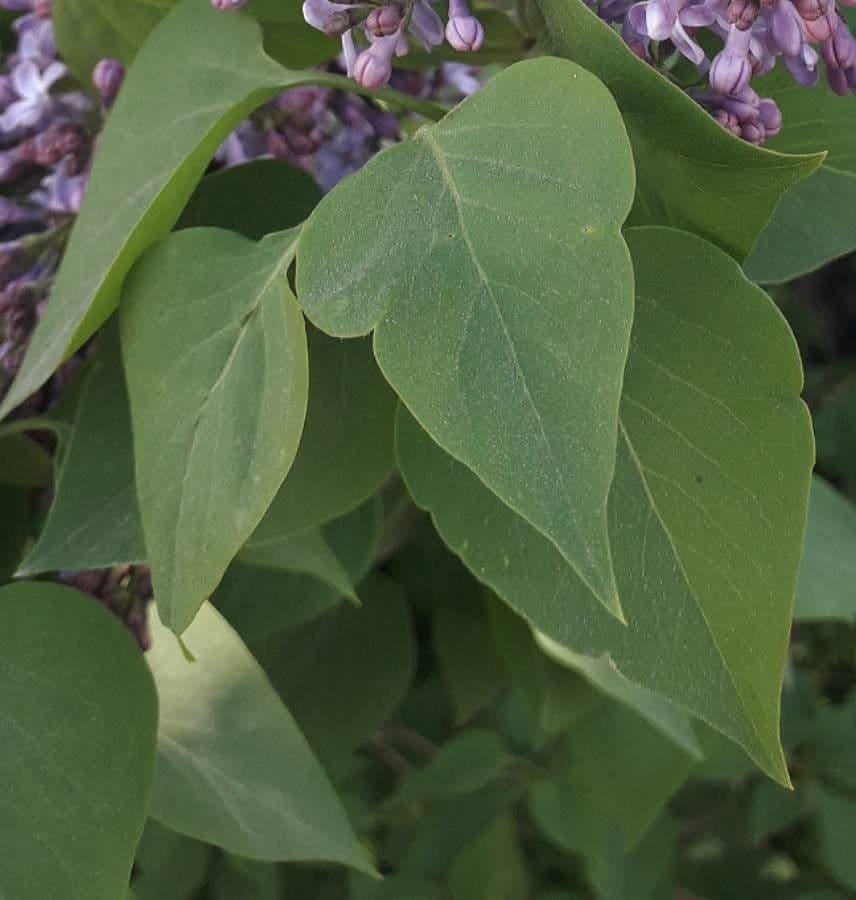 Common lilac 17