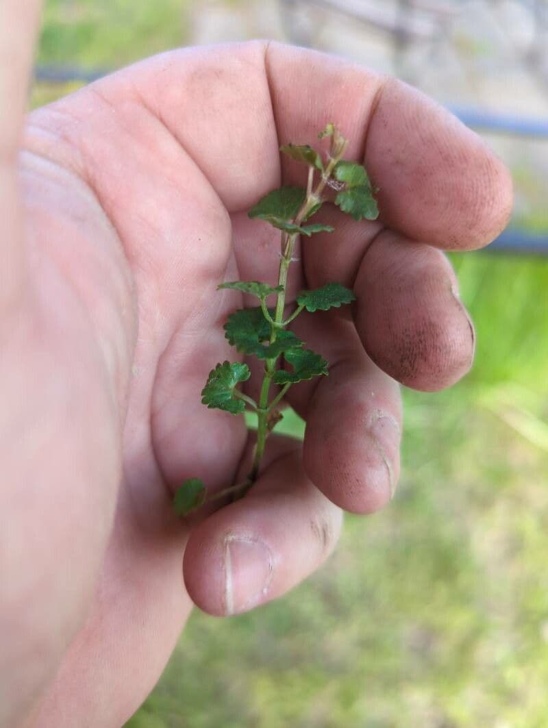 Veronica cymbalaria 29