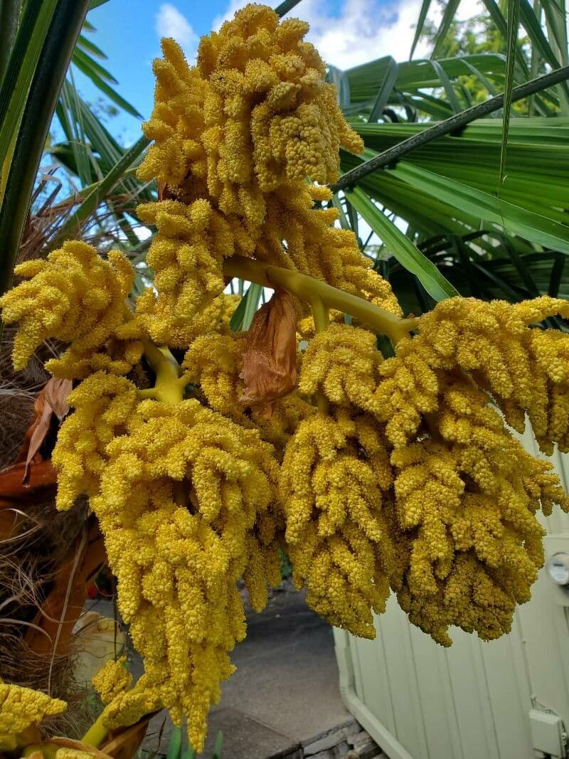 Palma cukrowa 7