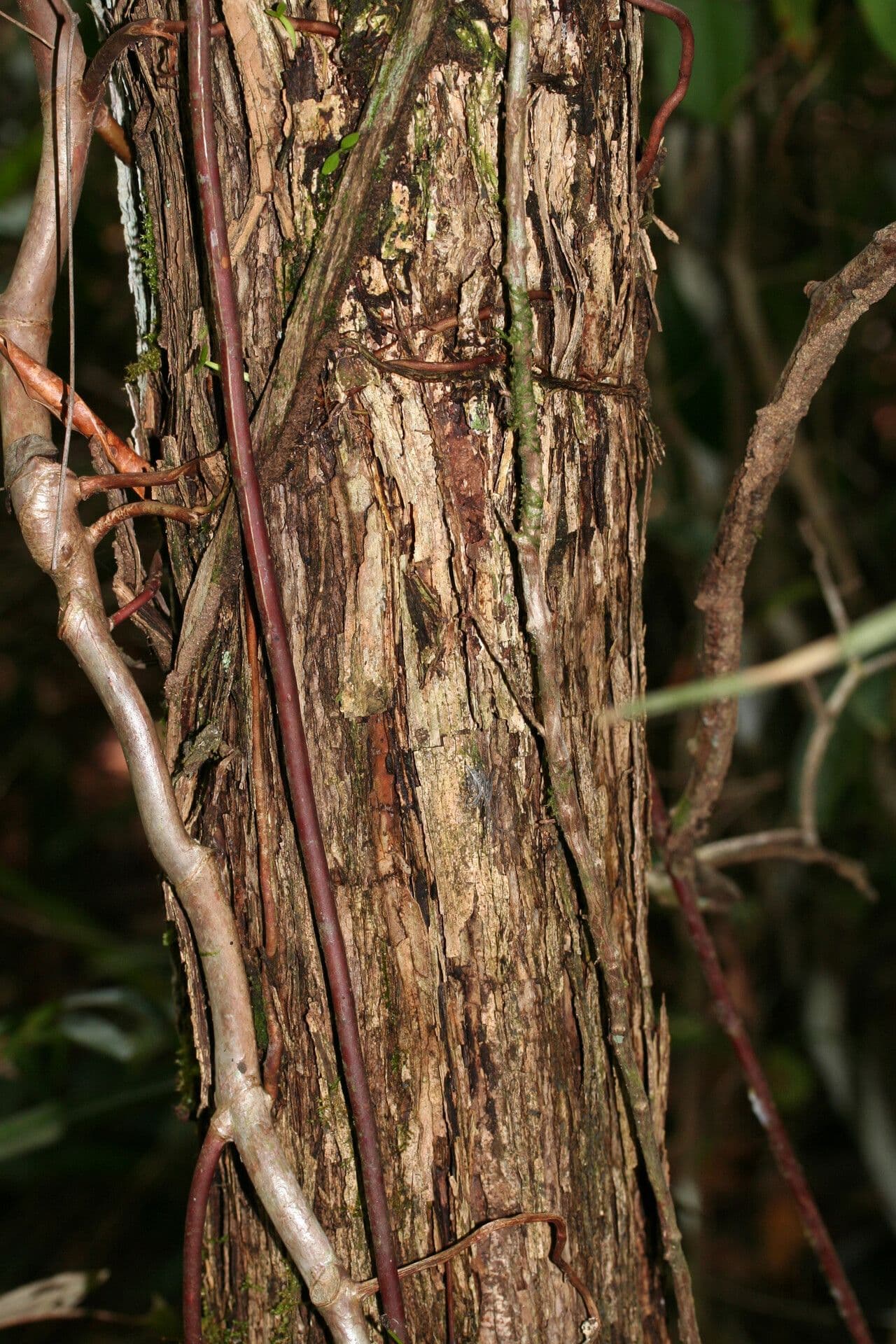 Miconia 9