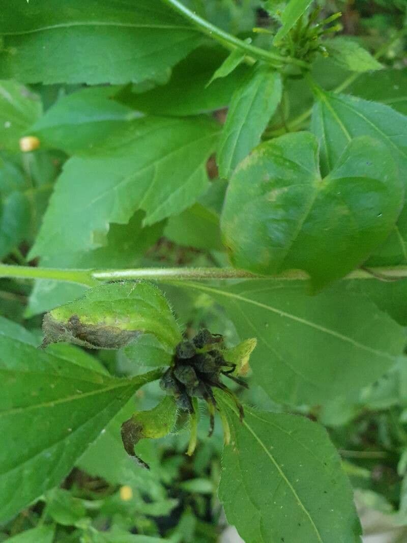 Synedrella nodiflora