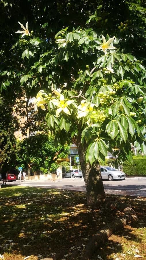 Wollbaum 3