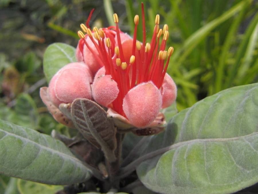 Xanthostemon 10