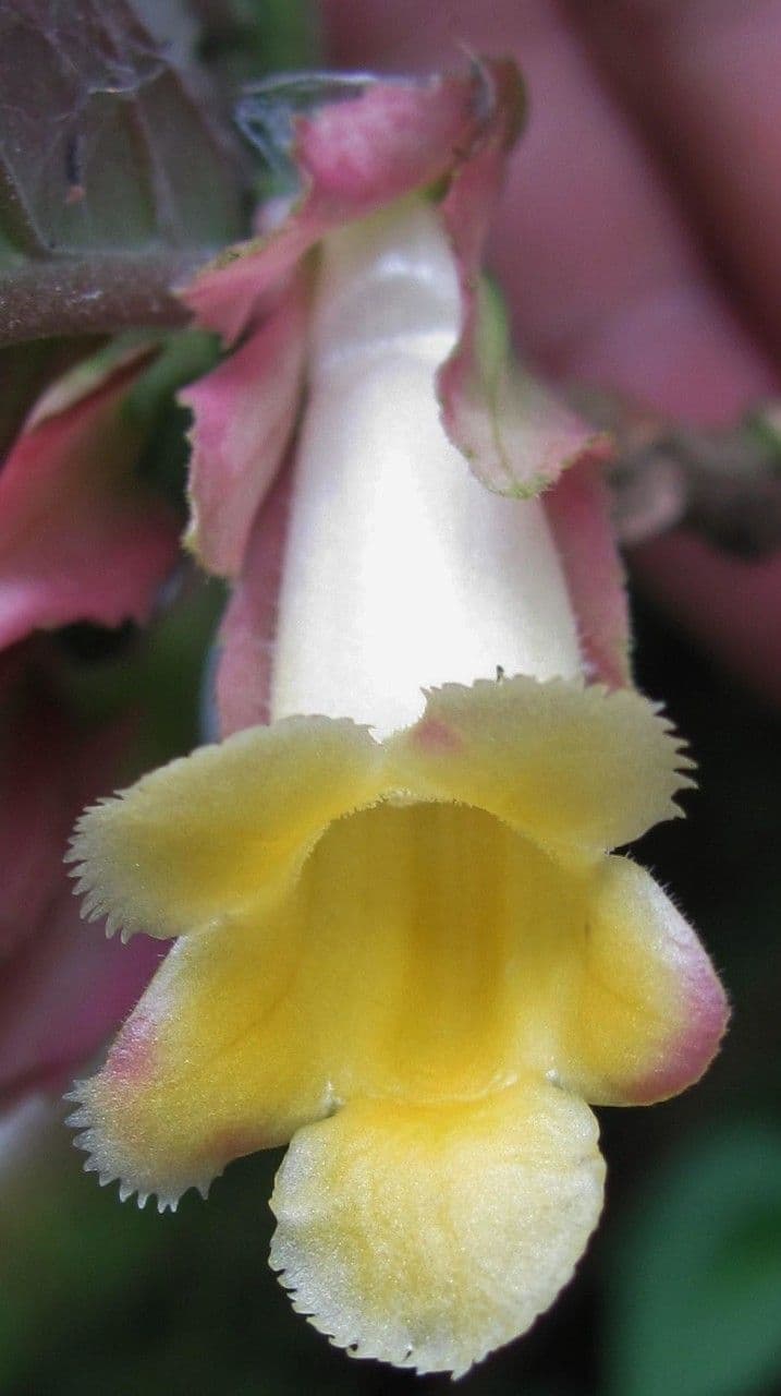 Drymonia 2
