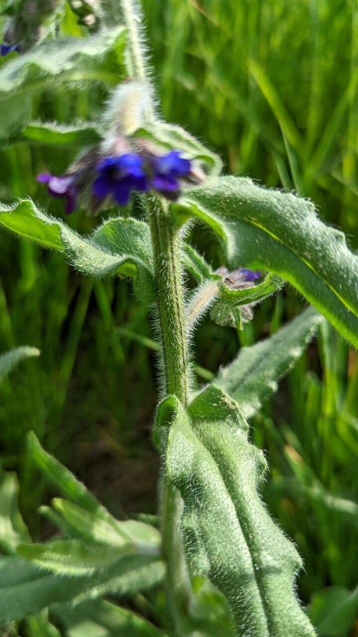 Lingua di bue officinale 24