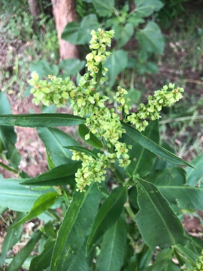 Acetosa alta 3