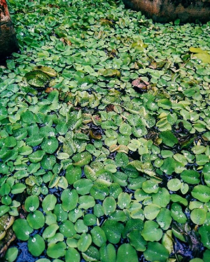 Salvinia natans 13