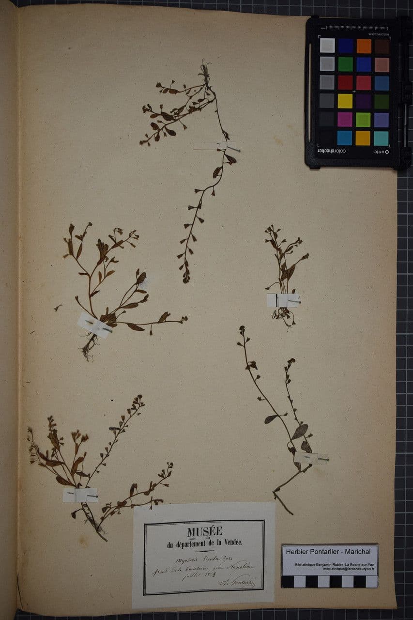 Miosotide siciliana 21
