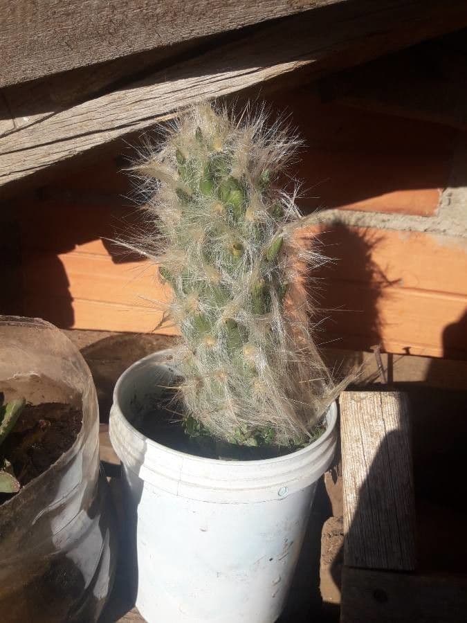 Austrocylindropuntia 13