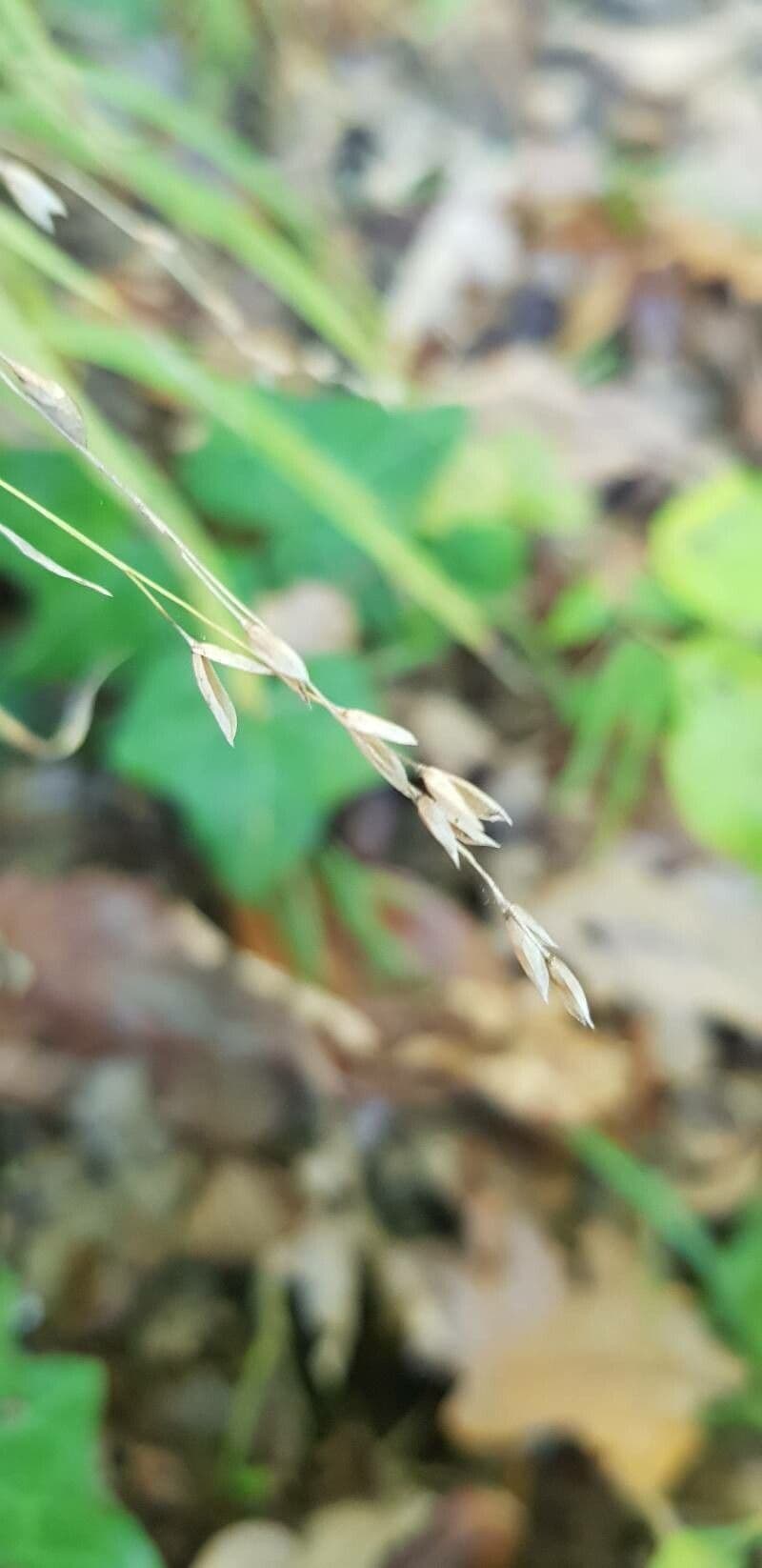 Melica uniflora 3