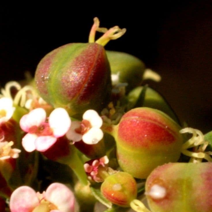 Euforbia pendula 3