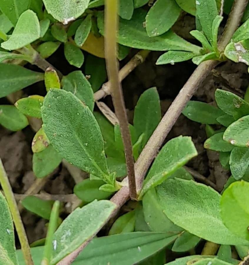 Fila nodiflora 22