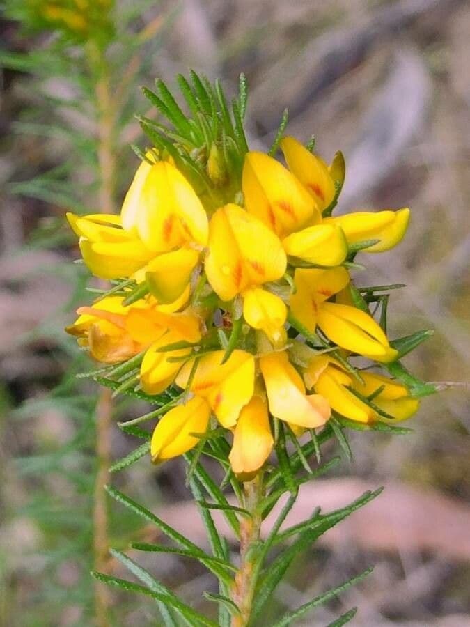Phyllota phylicoides 4