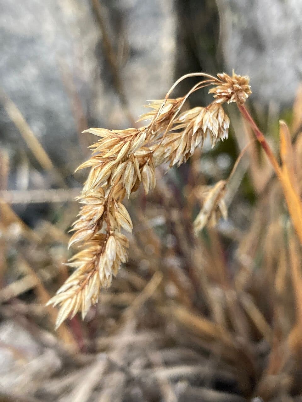 Poa 3