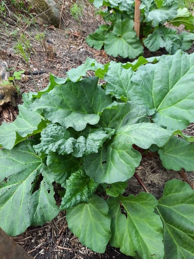 Rabarbaro da giardino 20