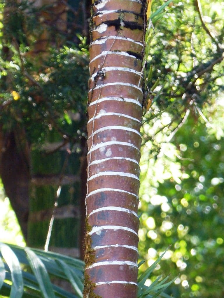 Burretiokentia 3