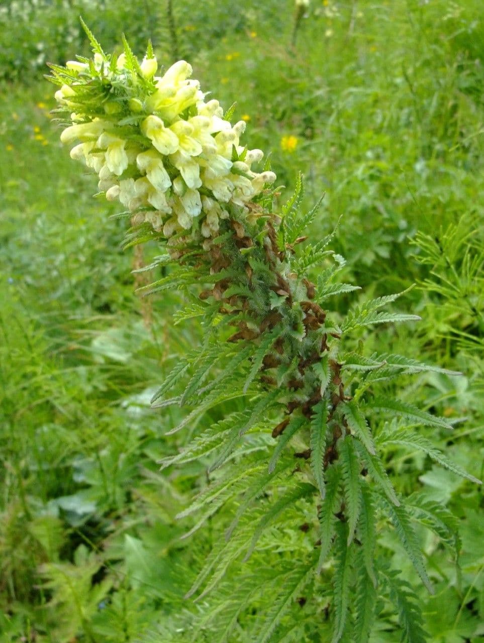 Pedicularis frondosa 12