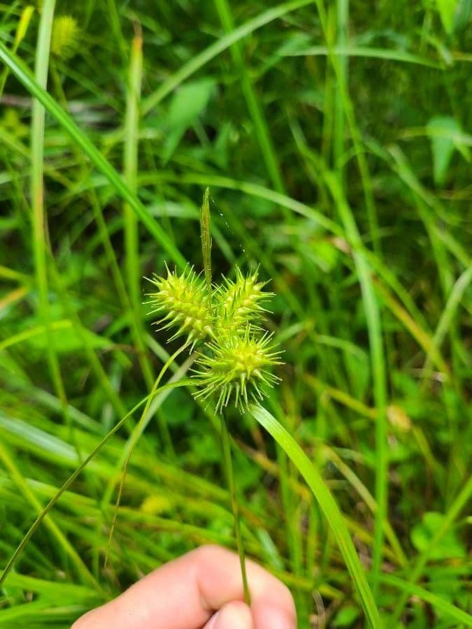Igel-Segge 16