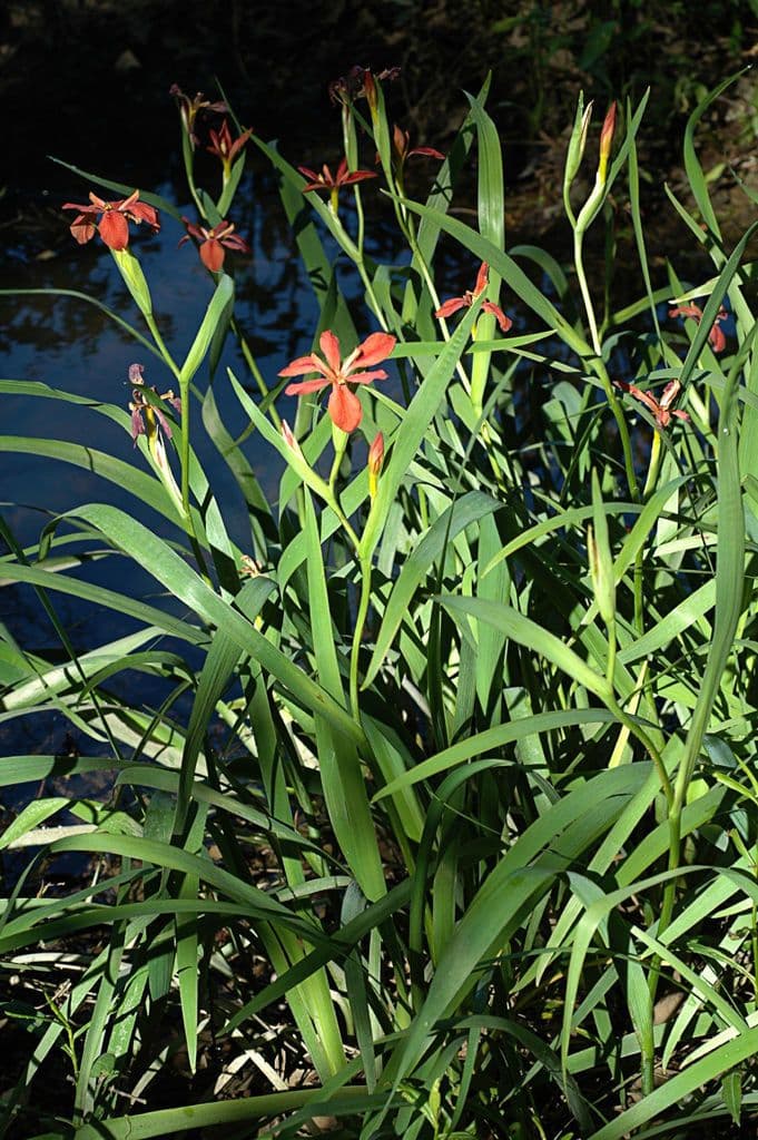 Iris 9