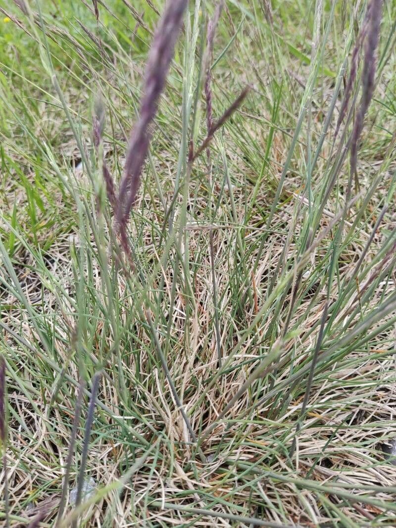 Festuca ovina 21