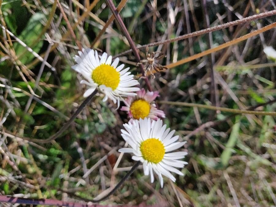 Margherita selvatica 5