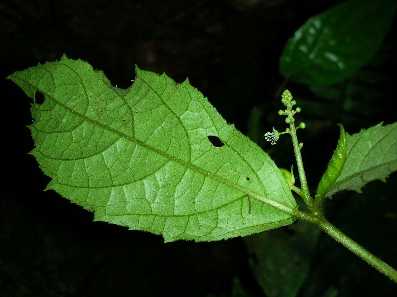 Croton 5