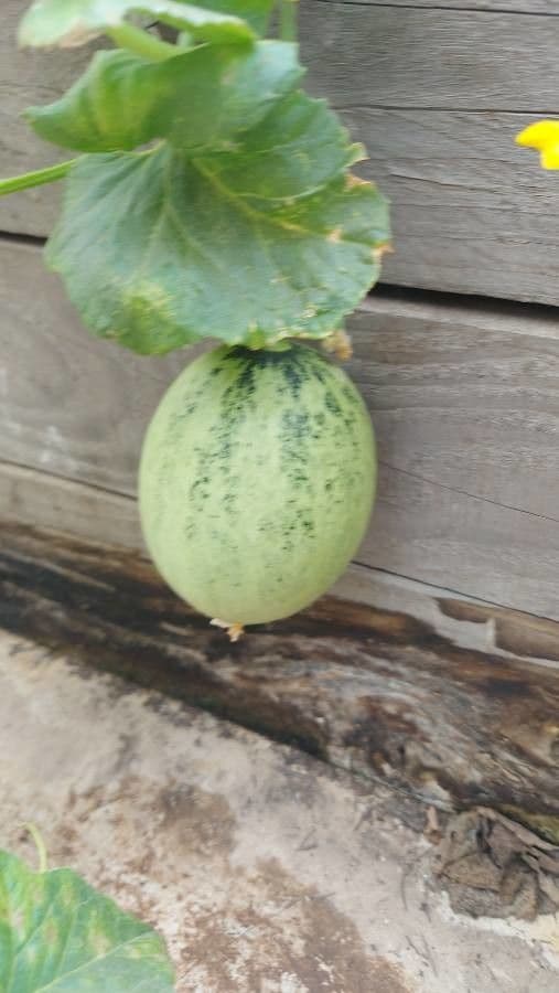 Melon 3